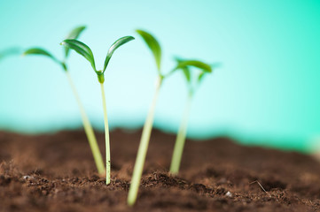 Green seedling illustrating concept of new life