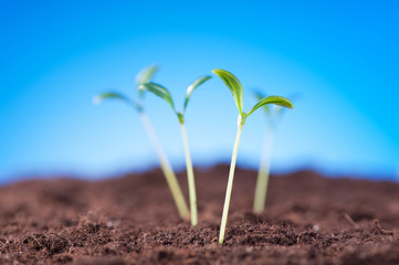 Green seedling illustrating concept of new life