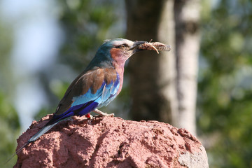 Lilac Breasted Roller (Coracias caudatus)