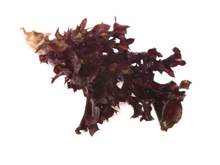 Naklejka premium Red Lettuce Leaf
