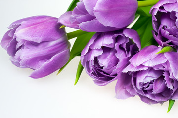 Obraz na płótnie Canvas fioletowe tulipany