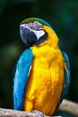 Profile of a Macaw