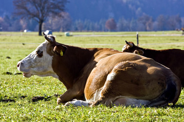 Happy german cows on green grass