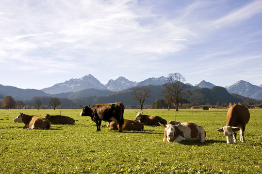 Happy german cows on green grass