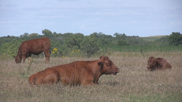 Two brown cows chewing and one grazing in a pasture.