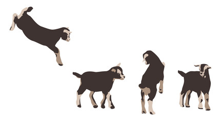 baby goats - design elements