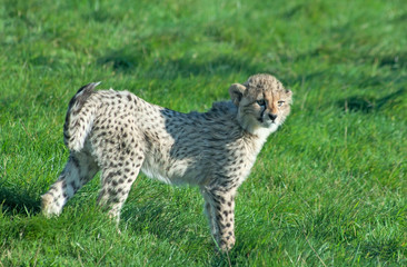 Cheetah (A. Jubatus) stands in the grass