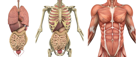 Anatomical Overlays - Male Torso with Organs - obrazy, fototapety, plakaty