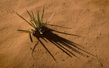 Spiky Shadows in the Sand
