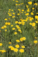 Dandelions