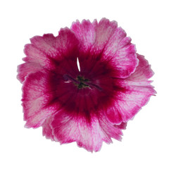 carnation