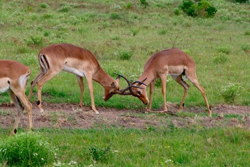 antelope's fight