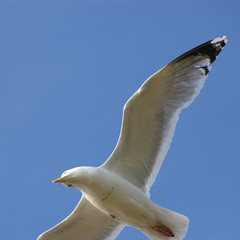Mouette