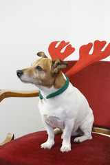 Jack Russel mit Weihnachtsdeko