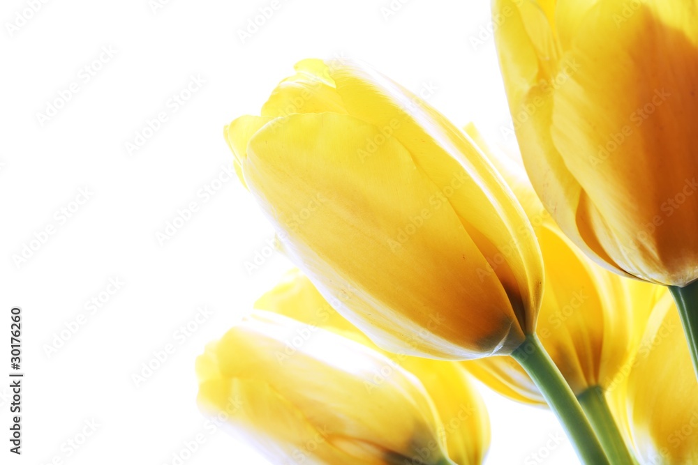 Canvas Prints Yellow tulips