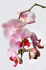 White and pink orchid