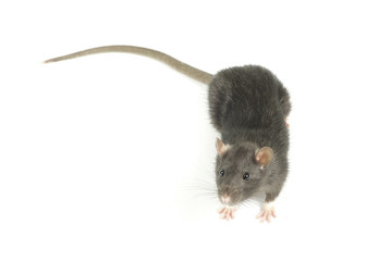 rat
