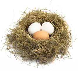 egg in nest