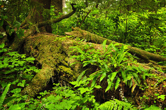 Fototapeta Lush temperate rainforest