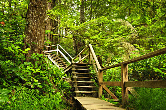 Fototapeta Path in temperate rainforest