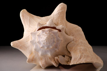 The elegant spiral shape of a seashell