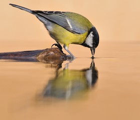 Carbonero común de pesca.