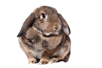 Adorable rabbit isolated on white