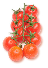 Cherry tomatoes on the branch with water drops