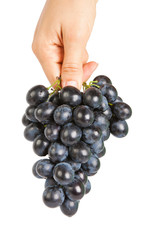 Grapes in a female hand.