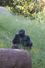 Lowland Gorilla in Grass by Log