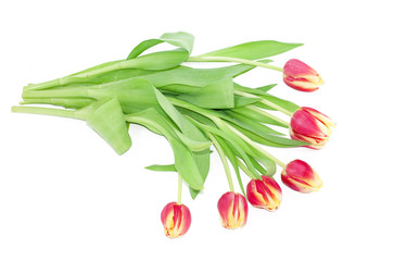 Fototapeta premium Tulip