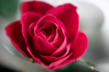 Blooming red rose bud