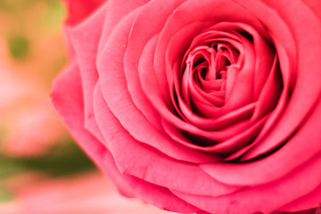 Fototapeta na wymiar Pink rose macro