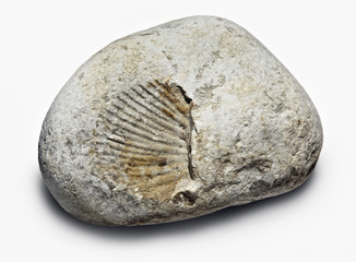 fossilie