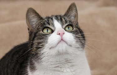 Fototapeta premium Cat
