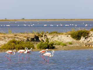 flamingos, Parc Regional de Camargue, Provence, France