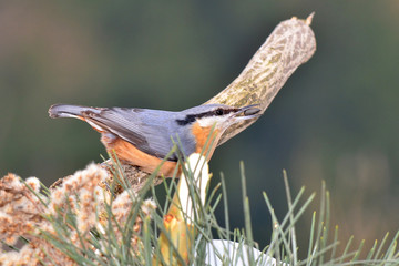 Eurasian Nuthatch in snow, with sunflower seed in beak