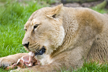 Lioness feeding