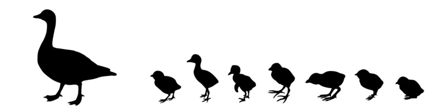 silhouette duck with nestling on white background