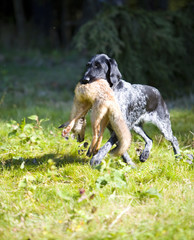 hunting dog with a catch