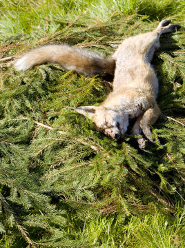 Dead Fox