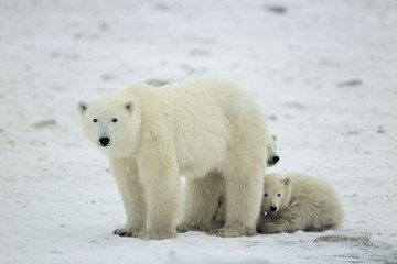 Fototapeta na wymiar Polar she-bear with cubs.