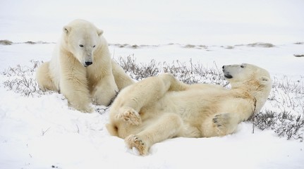 Two polar bears have a rest.
