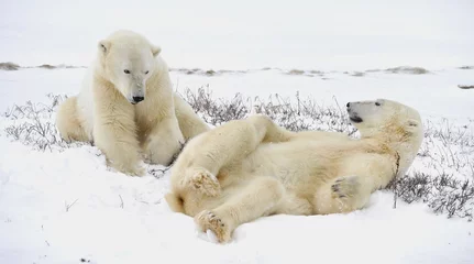 Fotobehang Two polar bears have a rest. © Uryadnikov Sergey
