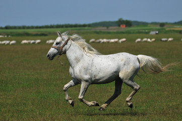 Obraz na płótnie Canvas koń