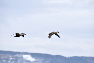 Obraz premium カモ