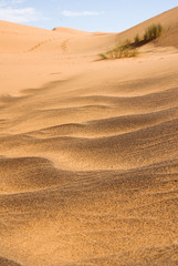 Sahara desert