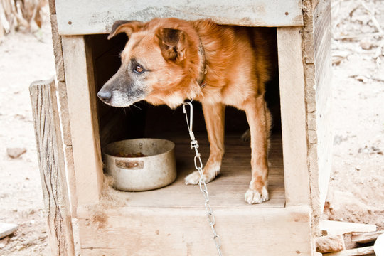 cachorro preso