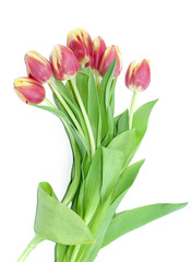 Tulip