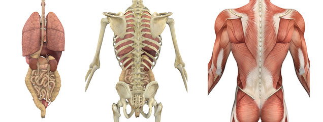 Anatomical Overlays of the Torso - Backside
